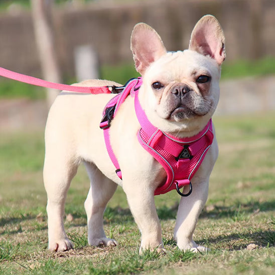  🐕 Offrez confort et sécurité à votre chien avec notre harnais respirant ajustable! Découvrez nos modèles adaptés à toutes les races et tailles. 