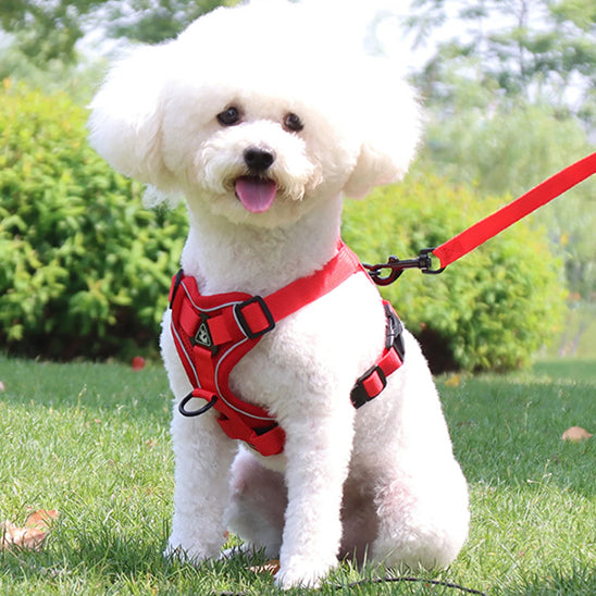 🐕 Offrez confort et sécurité à votre chien avec notre harnais respirant ajustable! Découvrez nos modèles adaptés à toutes les races et tailles.  