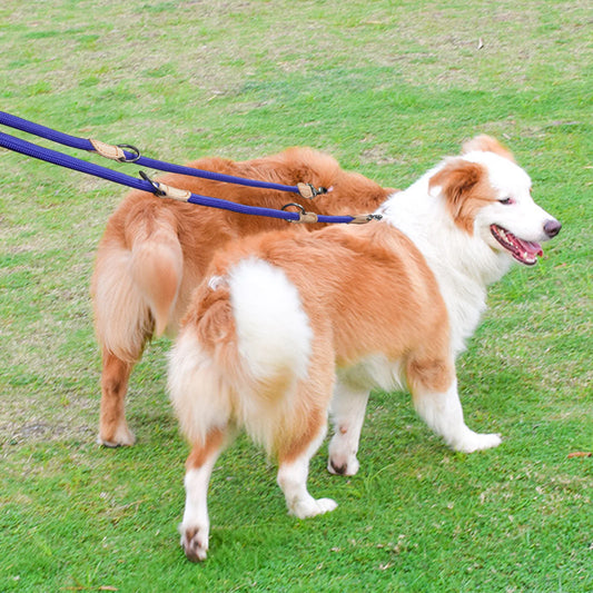 🐕 Découvrez notre laisse pour chien anti-emmêlement : légère, résistante et adaptable pour 2 chiens. Transformez vos promenades dès aujourd'hui !