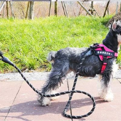 laisse-pour-chien-noir- controle 