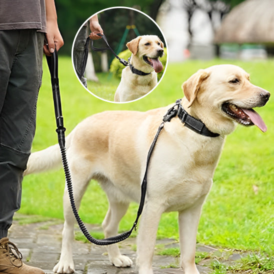 🐕 Découvrez notre laisse pour chien robuste avec double poignée rembourrée. Transformez vos promenades en moments sereins, même dans l'obscurité !