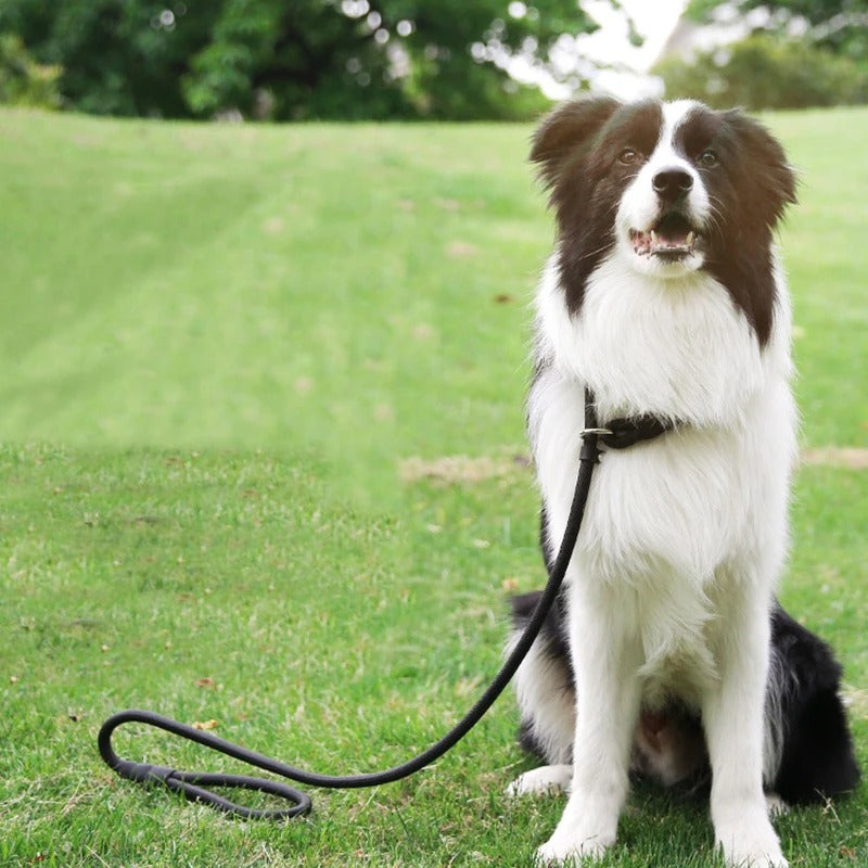 Braided Rope Leash - noir Laisse tressée 