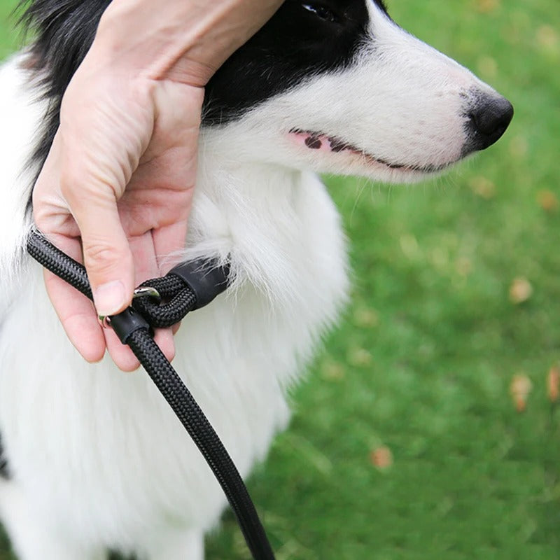 Braided Rope Leash - chien blan  Laisse tressée 