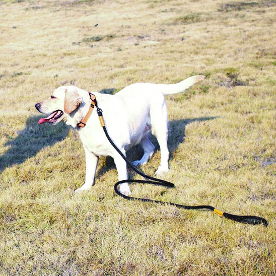 laisse-pour-chien-blanc-d'exercices