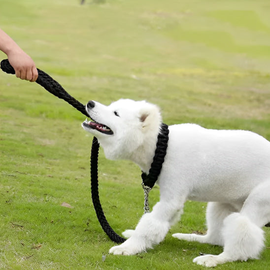 Laisse-pour-chien-noir-renforcée 