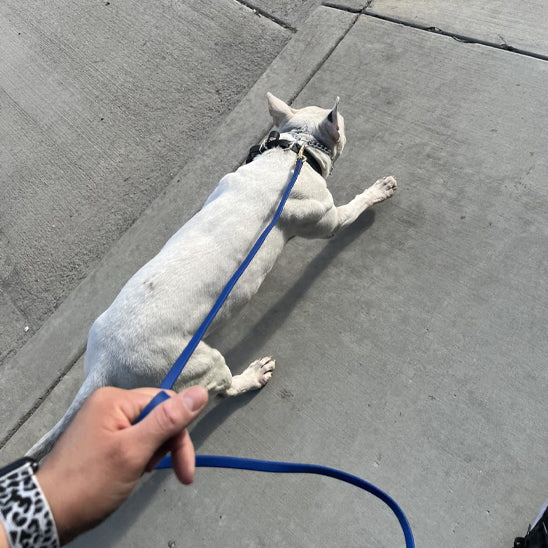 laisse-pour-chien-bleu-longue